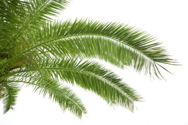Yeşil palmiye
