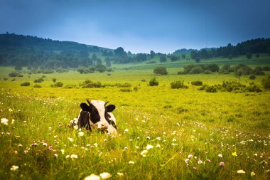 İnekler yeşil bir yaz çayırında otluyor.