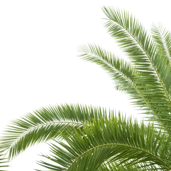 Зелёная пальма — стоковое фото