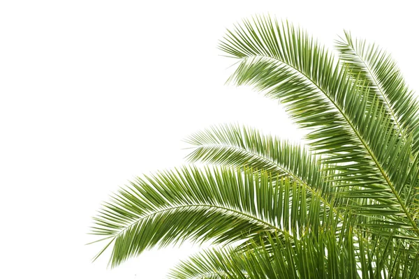 Palma verde — Foto Stock