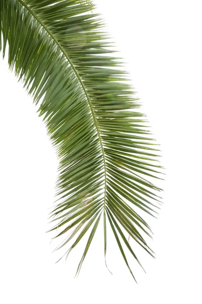 Green palm — Stockfoto