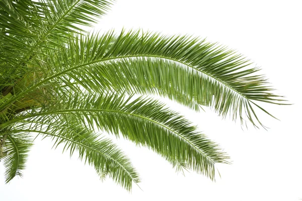 Yeşil palmiye