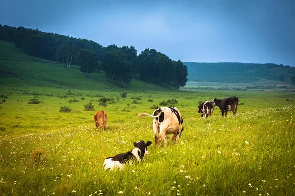 Kor betar på en grön sommaräng — Stockfoto