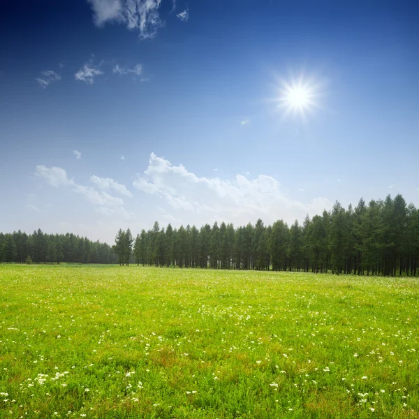 Campo verde e nuvole bianche — Foto Stock