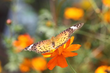 Sarı çiçekte kelebek
