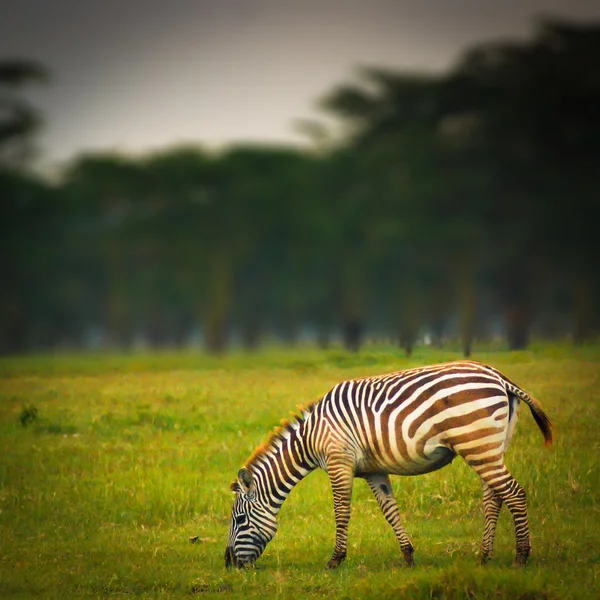 Zebra çimenlerin üzerinde — Stok fotoğraf