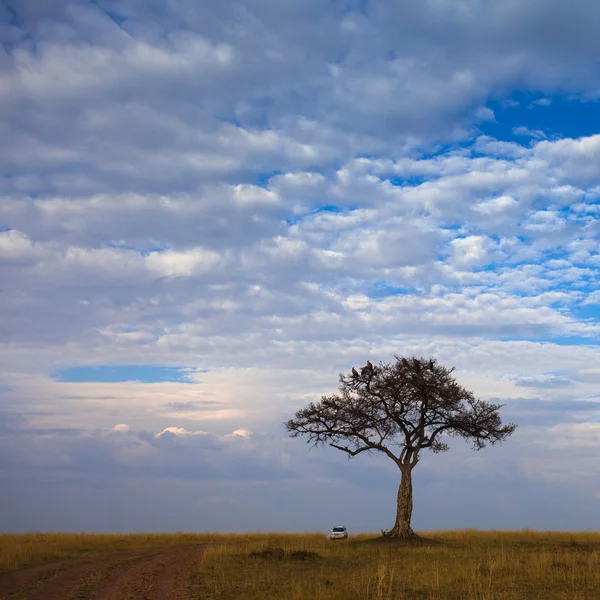 Väg i fältet och ett träd med stormigt moln — Stockfoto