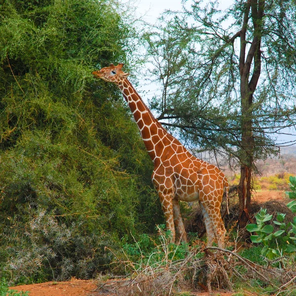 Giraffes. Africa. Kenya. Samburu national park. — Stock Photo, Image