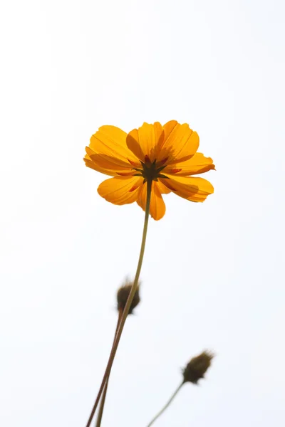 Yellow flower and blue sky — Stock Photo, Image