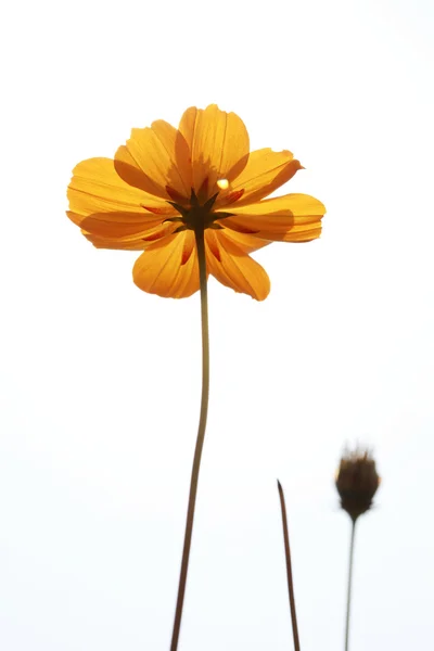 Gul blomma och blå himmel — Stockfoto