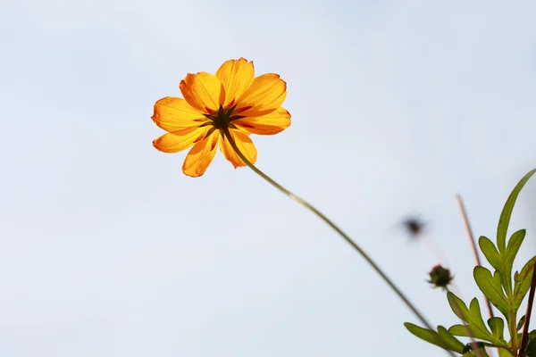 Κίτρινο λουλούδι και το γαλάζιο του ουρανού — Φωτογραφία Αρχείου
