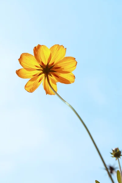 Gelbe Blume und blauer Himmel — Stockfoto