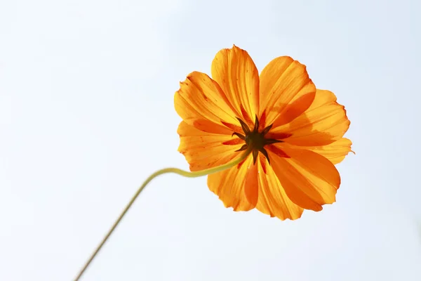 Gul blomma och blå himmel — Stockfoto