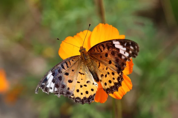 Mariposa sobre flor amarilla — Foto de Stock