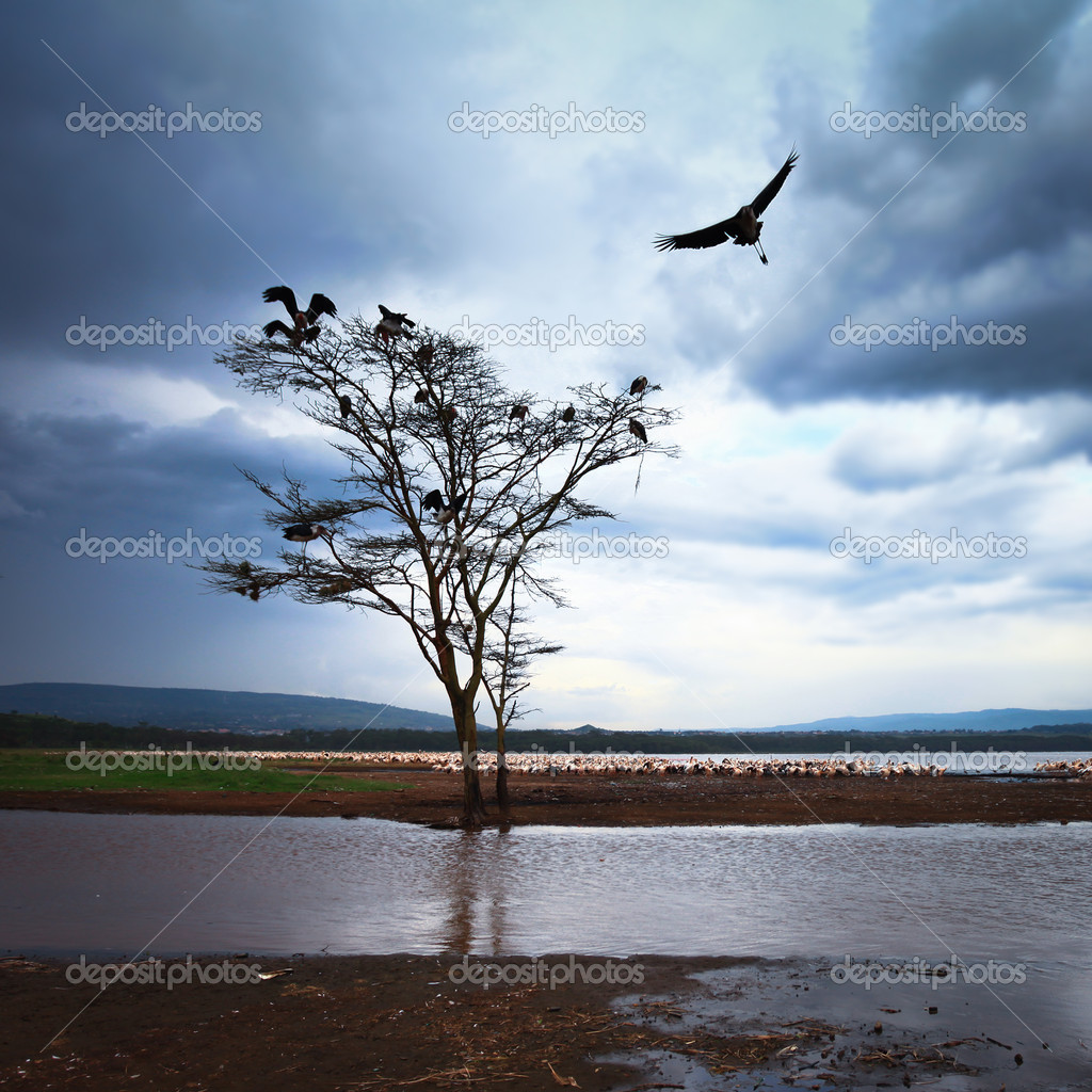 pássaro voando sobre a árvore — Fotografias de Stock © zhudifeng 16173519