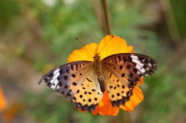 Sarı çiçekte kelebek