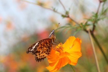 Sarı çiçekte kelebek