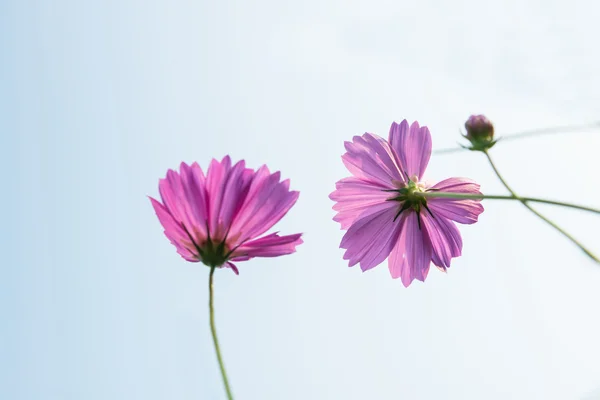 粉色雏菊 — 图库照片