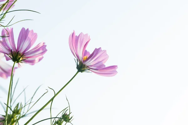 Rosa Gänseblümchen — Stockfoto