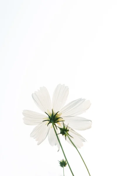 Weiße Gänseblümchen mit hellem Himmel — Stockfoto