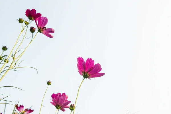 Rosa Gänseblümchen — Stockfoto