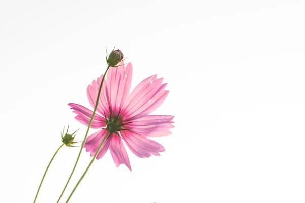 Rosa Gänseblümchen — Stockfoto