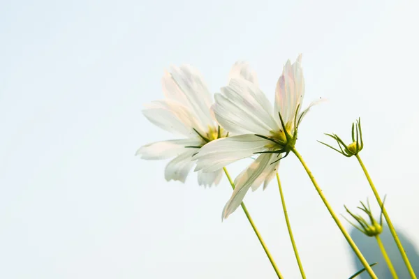 Marguerite blanche avec ciel lumineux — Photo