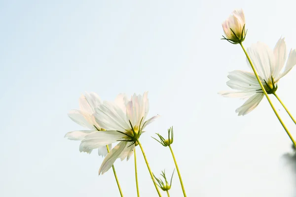 白菊花与明亮的天空 — 图库照片