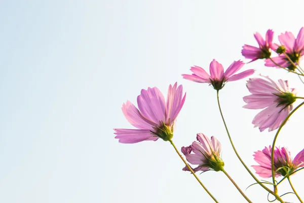 粉色雏菊 — 图库照片