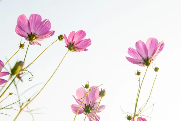 Rosa Gänseblümchen — Stockfoto