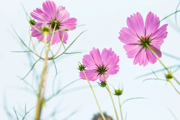 Rosa Gänseblümchen — Stockfoto