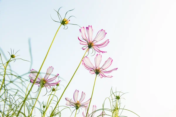 Rosa Gänseblümchen — Stockfoto