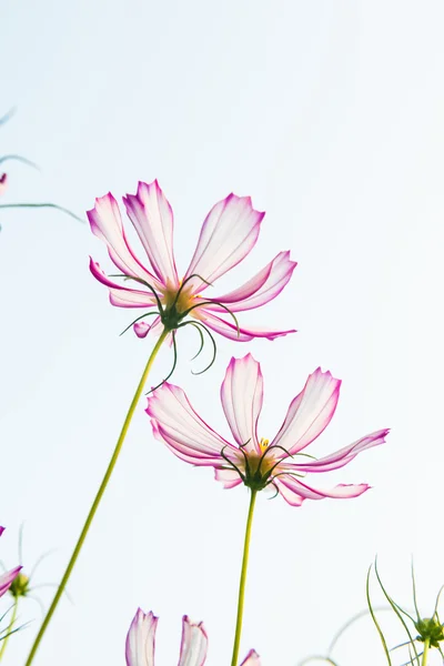 Rosa Gänseblümchen — Stockfoto