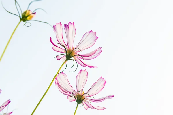 Pink daisy — Stock Photo, Image