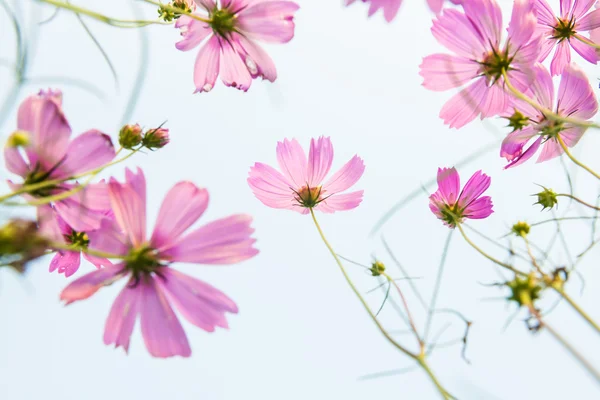 Rosa Gänseblümchen — Stockfoto