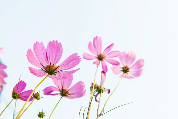 Růžová sedmikráska — Stock fotografie