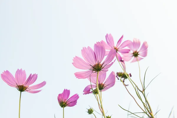 Rosa Gänseblümchen — Stockfoto