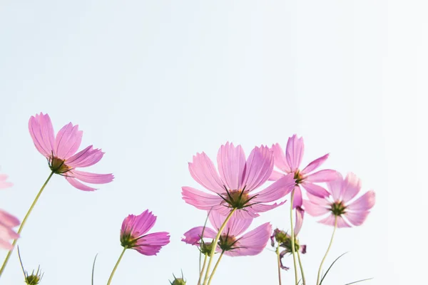 Pink Daisy — Stockfoto