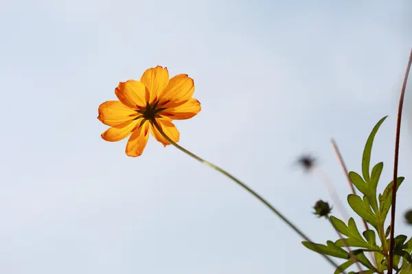 Gyönyörű sárga virág — Stock Fotó