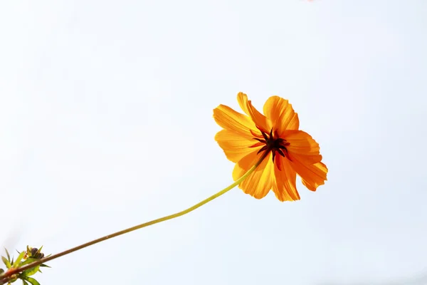 Schöne gelbe Blume — Stockfoto