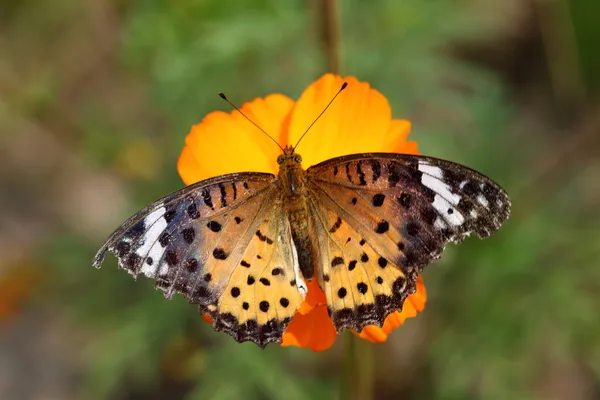黄色い花の蝶 — ストック写真