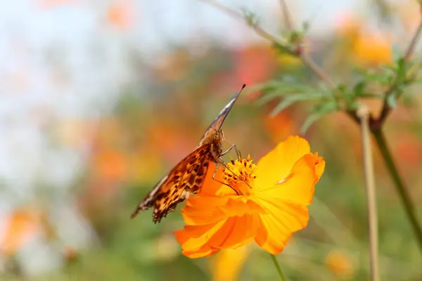 노란 꽃 위의 나비 — 스톡 사진