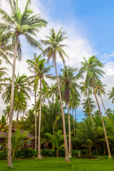 Palmy na pláži ostrovy — Stock fotografie