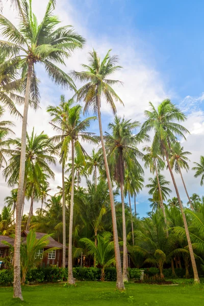 Palms på öarna beach Royaltyfria Stockfoton