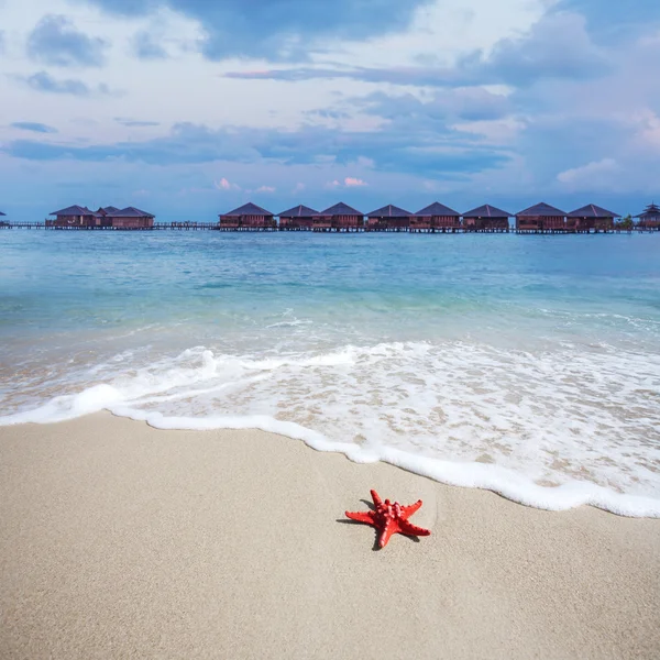 Морская звезда на пляже — стоковое фото