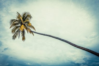 Coco ağaç mavi gökyüzü ile