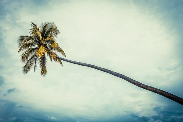 青い空とココの木 — ストック写真