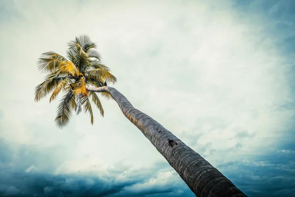 Coco boom met bule sky — Stockfoto