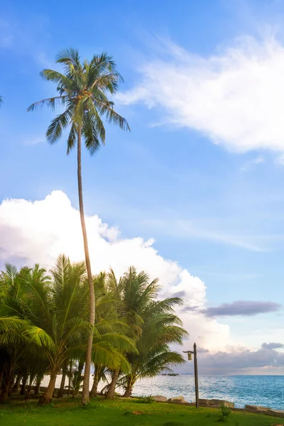 Coco trees — Stock Photo, Image