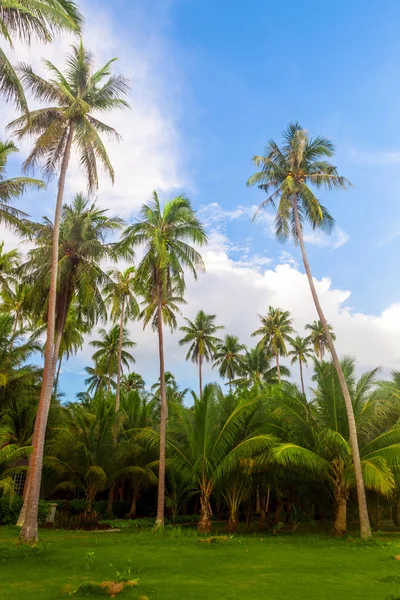 Árvores de coco — Fotografia de Stock